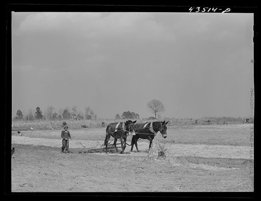 Cultivating a field at Orangeburg Farms, a FSA (Farm Security Administration) project where eight families were settled from the Santee-Cooper basin. Orangeburg County, South Carolina