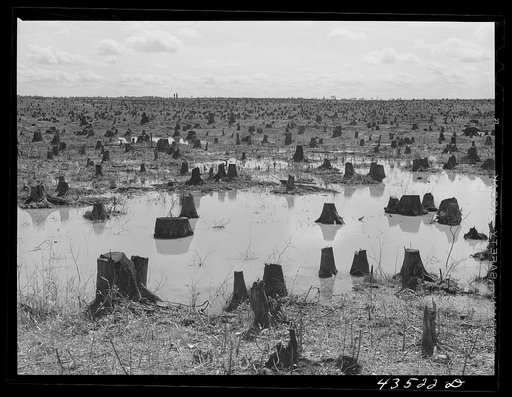 Cut-over land in the Santee-Cooper basin