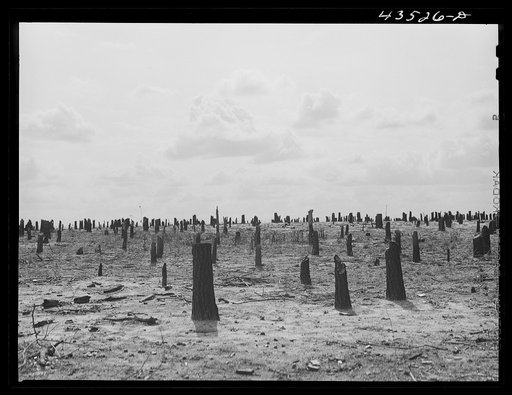 Untitled photo, possibly related to: Cut-over land in the Santee-Cooper Basin. South Carolina