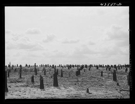 Untitled photo, possibly related to: Cut-over land in the Santee-Cooper Basin. South Carolina