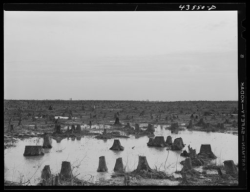 Untitled photo, possibly related to: Cut-over land in the Santee-Cooper basin