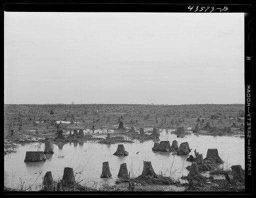 Untitled photo, possibly related to: Cut-over land in the Santee-Cooper basin