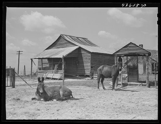Mules on a farm near Pacolet, South Carolina