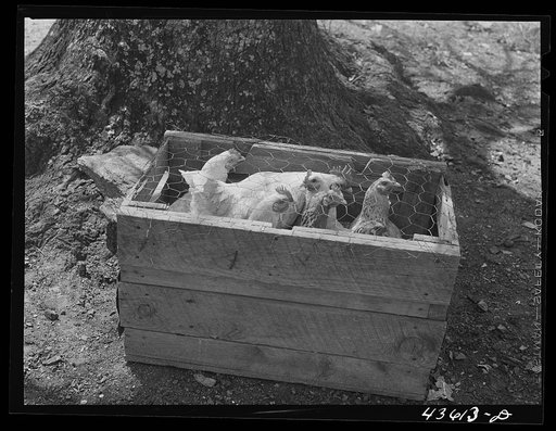 Chickens crated up to be moved with the rest of the belongings of a family that had to move out of the Spartanburg Army camp area. Near Whitestone, South Carolina