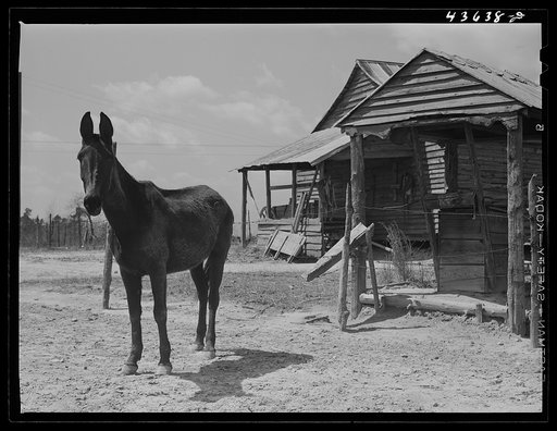 Mule on a farm near Pacolet, South Carolina