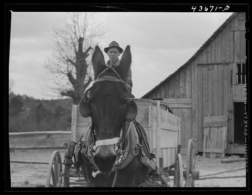 Untitled photo, possibly related to: Tenant farmer moving the last of his load out of his farmer home in Camp Croft area. Near Whitestone, South Carolina