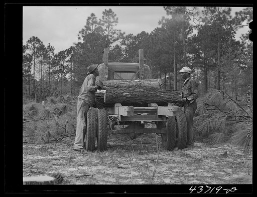 Hauling logs from Hazlehurst Farms Inc., Hazlehurst, Georgia