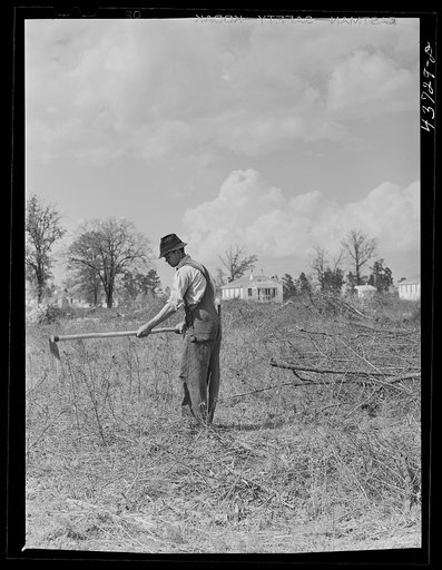Mr. Cecil Roy, clearing land at Hazlehurst Farms Inc. near Hazlehurst, Georgia