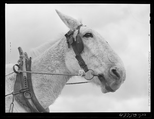 Mule on a farm. Near Hazlehurst, Georgia