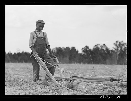 Untitled photo, possibly related to: Mule on a farm. Near Hazlehurst, Georgia