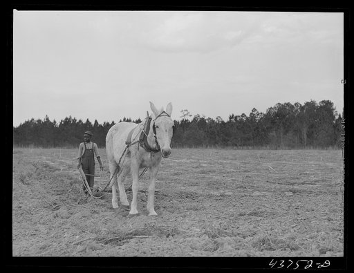 Untitled photo, possibly related to: Mule on a farm. Near Hazlehurst, Georgia
