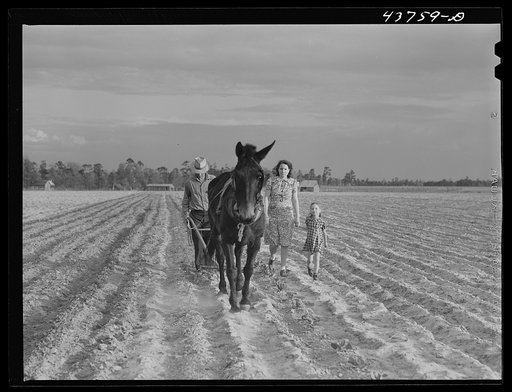 Levi Usher and his family plowing their two-acre tract in the community garden at Hazlehurst Farms, Georgia