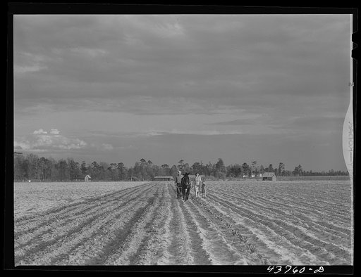 Untitled photo, possibly related to: Levi Usher and his family plowing their two-acre tract in the community garden at Hazlehurst Farms, Georgia