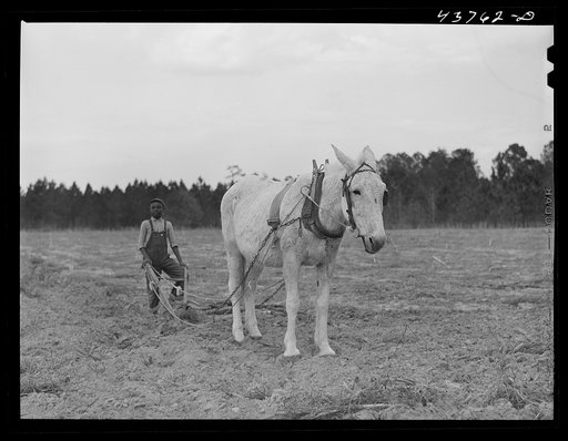 Untitled photo, possibly related to: Mule on a farm. Near Hazlehurst, Georgia