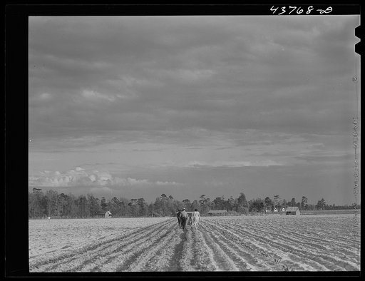 Levy Usher and his family plowing their two-acre tract in the community garden at Hazlehurst Farms. Georgia