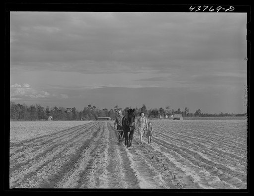 Levy Usher and his family plowing their two-acre tract in the community garden at Hazlehurst Farms. Georgia