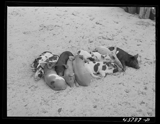 Litter of pigs on a farm near Hinesville, Georgia