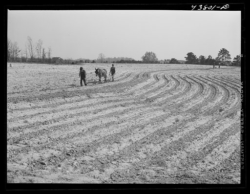 Untitled photo, possibly related to: Plowing and planting on a farm near Pacolet, South Carolina