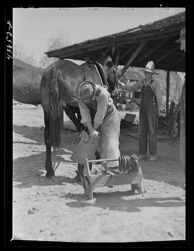 Shoeing a mule in Glenloch. Heard County, Georgia