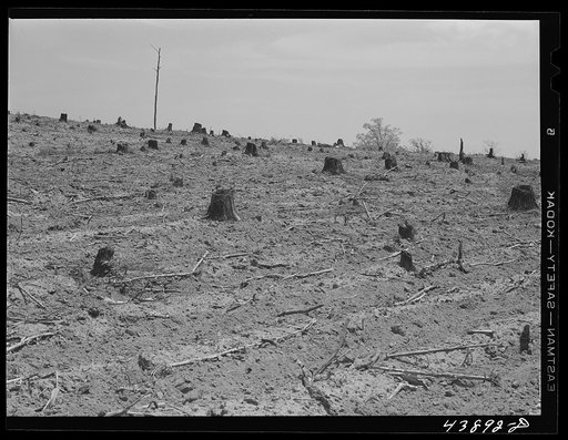 Cut-over land in Heard County, Georgia