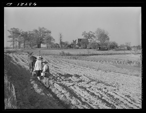 Untitled photo, possibly related to: Planting cotton near Franklin. Heard County, Georgia