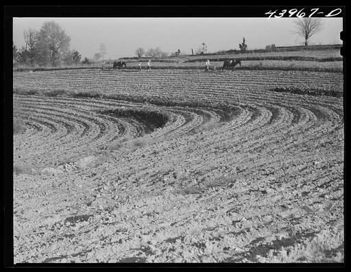 Planting cotton in Heard County, near Franklin, Georgia
