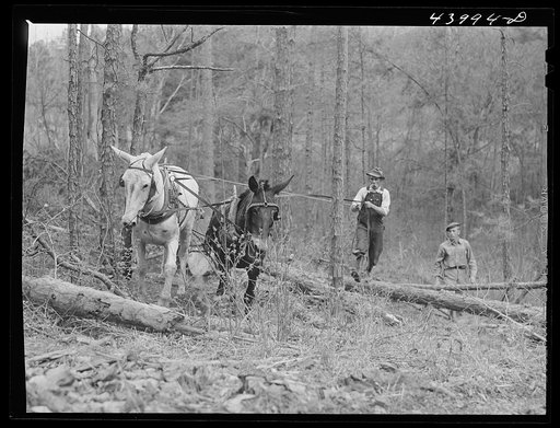 Hauling logs. Heard County, Georgia