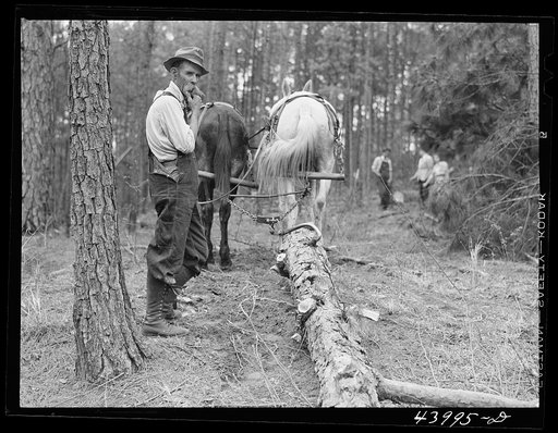 Hauling logs with mules. Heard County, Georgia