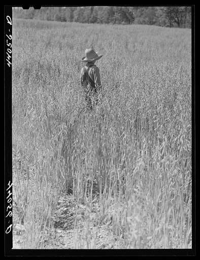 Mr. Lemuel Smith grows his oats for feed. His son Colie in field. Carroll County, Georgia