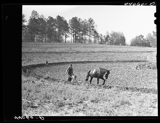 Mr. Lemuel Smith, FSA (Farm Security Administration) borrower, plowing his terraced field while son Colie is planting peas. Carroll County, Georgia (see general caption)