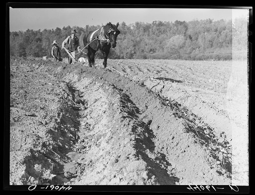 Mr. Lemuel Smith, FSA (Farm Security Administration) borrower, plowing his terraced field while son Colie is planting peas. Carroll County, Georgia (see general caption)