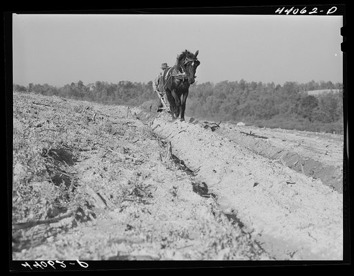 Untitled photo, possibly related to: Mr. Lemuel Smith, FSA (Farm Security Administration) borrower, plowing his terraced field while son Colie is planting peas. Carroll County, Georgia (see general caption)