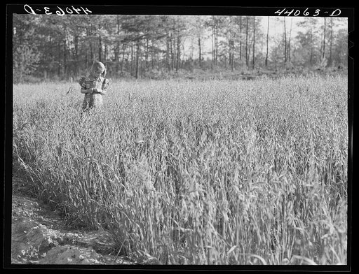 Untitled photo, possibly related to: Iola Smith and her dog walking through a field on the Smith farm in Carroll County, Georgia