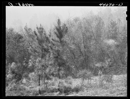 Untitled photo, possibly related to: A brush fire in Heard County, Georgia