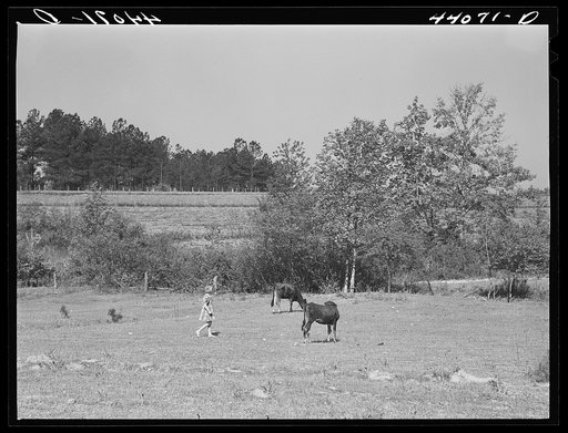Iola Smith, daughter of Lemuel Smith, FSA (Farm Security Administration) borrower, driving their cows into the pasture. Carroll County, Georgia