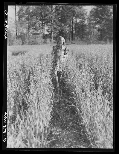 Untitled photo, possibly related to: Iola Smith and her dog walking through a field on the Smith farm in Carroll County, Georgia