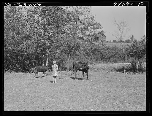 Untitled photo, possibly related to: Iola Smith, daughter of Lemuel Smith, FSA (Farm Security Administration) borrower, driving their cows into the pasture. Carroll County, Georgia