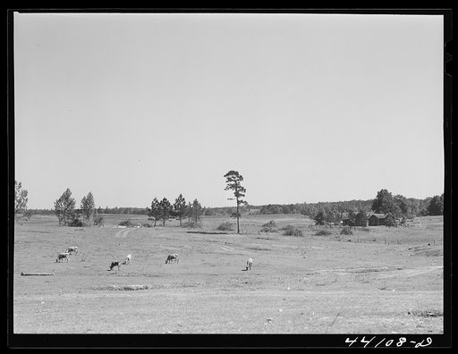 Untitled photo, possibly related to: A pasture which FSA (Farm Security Administration) has just completed. Greene County, Georgia