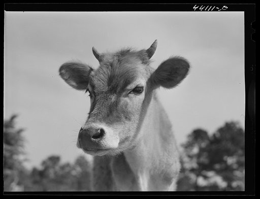 Untitled photo, possibly related to: Cow. Greene County, Georgia