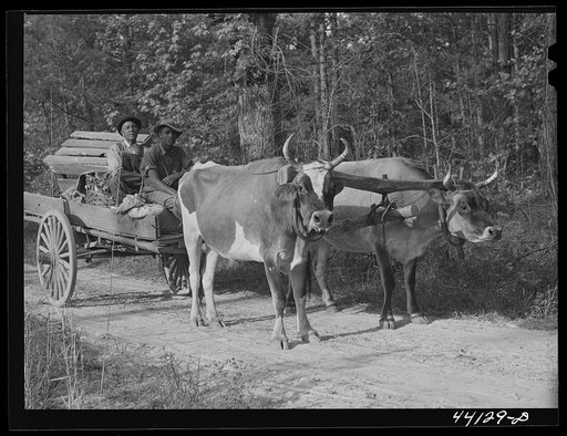 Scull Shoals (vicinity), Greene County, Georgia. Farmer Frank Barnett and his sons with their team of oxen. They are part Negro and part Cherokee Indian