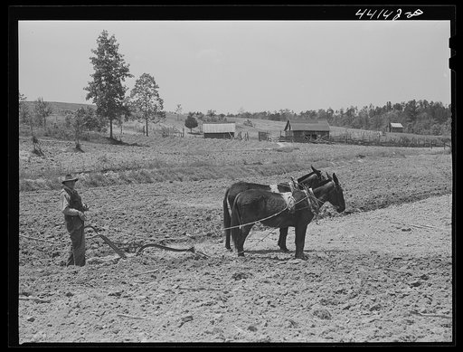 Untitled photo, possibly related to: Mr. Hubbard plowing on his farm in Greene County, Georgia