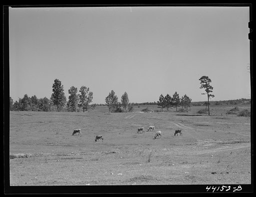 A pasture which FSA (Farm Security Administration) has just completed. Greene County, Georgia