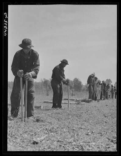 Untitled photo, possibly related to: CCC (Civilian Conservation Corps) boys putting up a fence. Greene County, Georgia