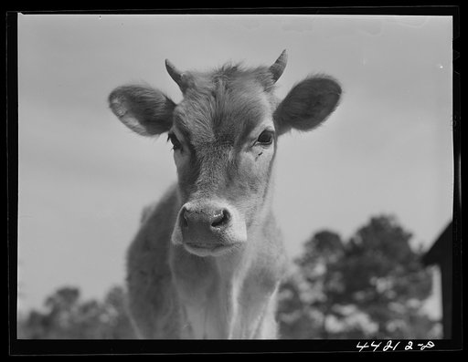 Cow. Greene County, Georgia