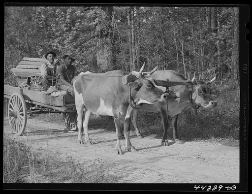 Untitled photo, possibly related to: Scull Shoals (vicinity), Greene County, Georgia. Farmer Frank Barnett and his sons with their team of oxen. They are part Negro and part Cherokee Indian