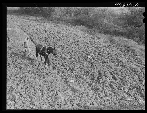 Untitled photo, possibly related to: Planting cotton in Heard County, Georgia