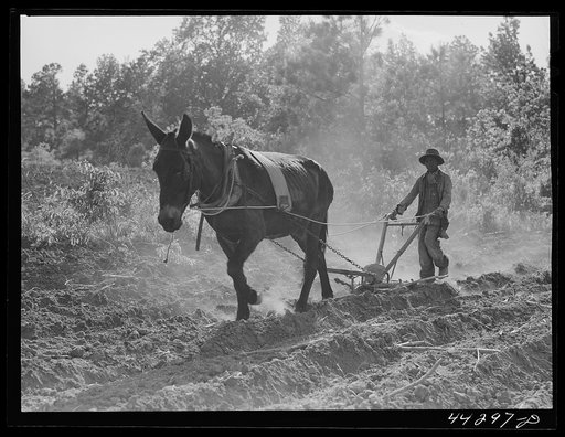 One of Lloyd Rhode's children plowing their field near Bethany, Greene County, Georgia