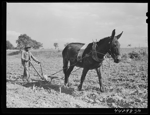 One of Lloyd Rhode's children plowing their field near Bethany, Greene County, Georgia