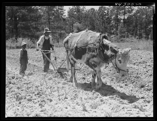 Plowing with an ox along the road in Greene County, Georgia