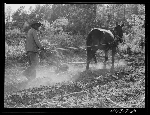 One of Lloyd Rhode's children plowing their field near Bethany, Greene County, Georgia
